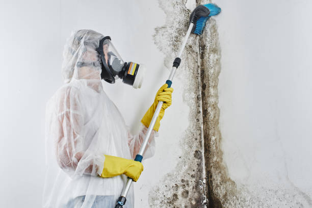 Best Professional Mold Removal  in Cleveland, OK