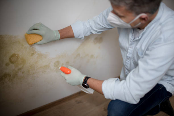 Best Attic Mold Removal  in Cleveland, OK