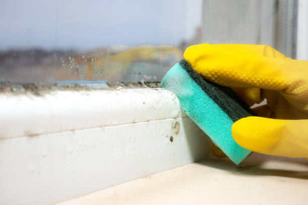 Best Mold Removal Company Near Me  in Cleveland, OK