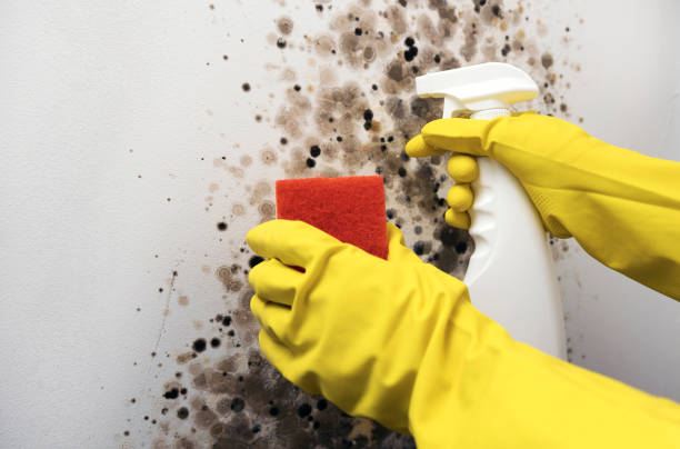 Best Toxic Mold Removal  in Cleveland, OK