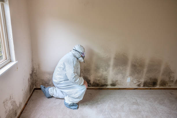 Best Mold Damage Repair  in Cleveland, OK