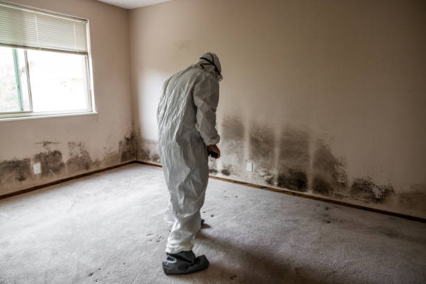 Professional Mold Removal in Cleveland, OK