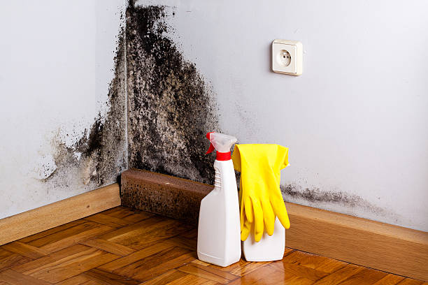 Best Attic Mold Removal  in Cleveland, OK