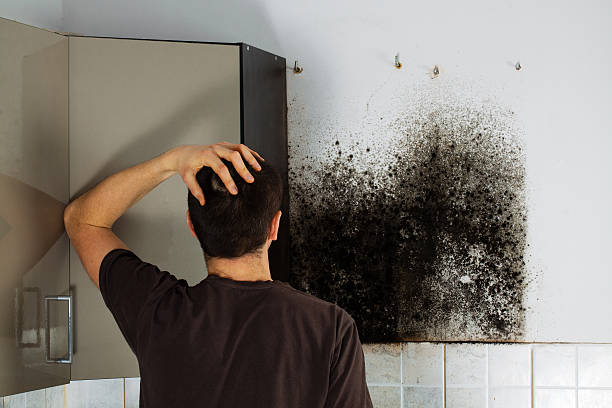 Best Best Mold Removal Companies  in Cleveland, OK