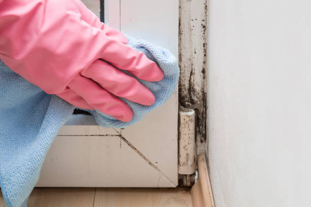 Best Residential Mold Removal  in Cleveland, OK